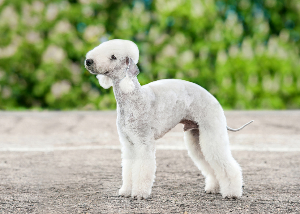 Bedlington terriers
